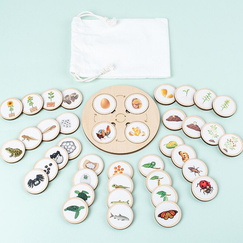 Wooden life cycle puzzle – motor skills, concentration | ages 3+