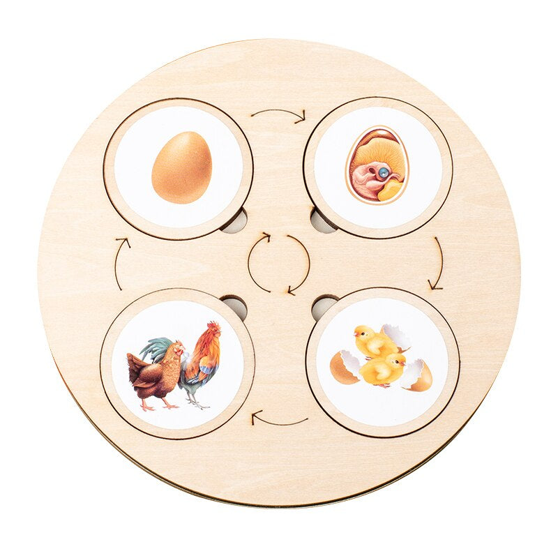 Wooden life cycle puzzle – motor skills, concentration | ages 3+
