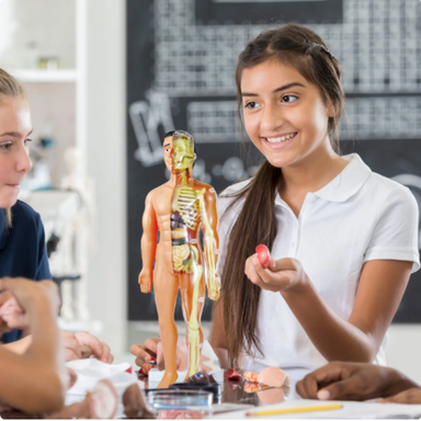 3D human body model building set – educational, 30 pieces | science toy for kids