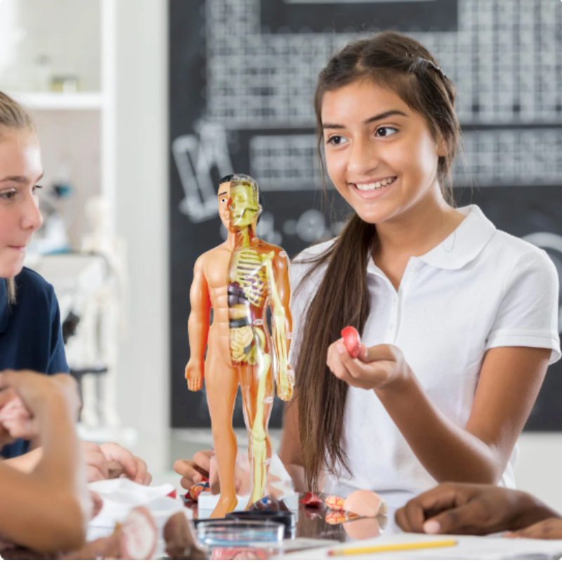 3D human body model building set – educational, 30 pieces | science toy for kids