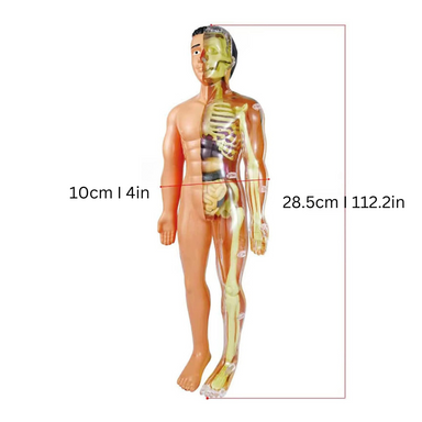 3D human body model building set – educational, 30 pieces | science toy for kids